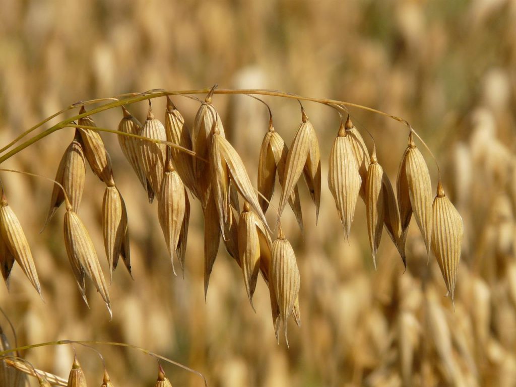 oats, oat field, fields-8946.jpg